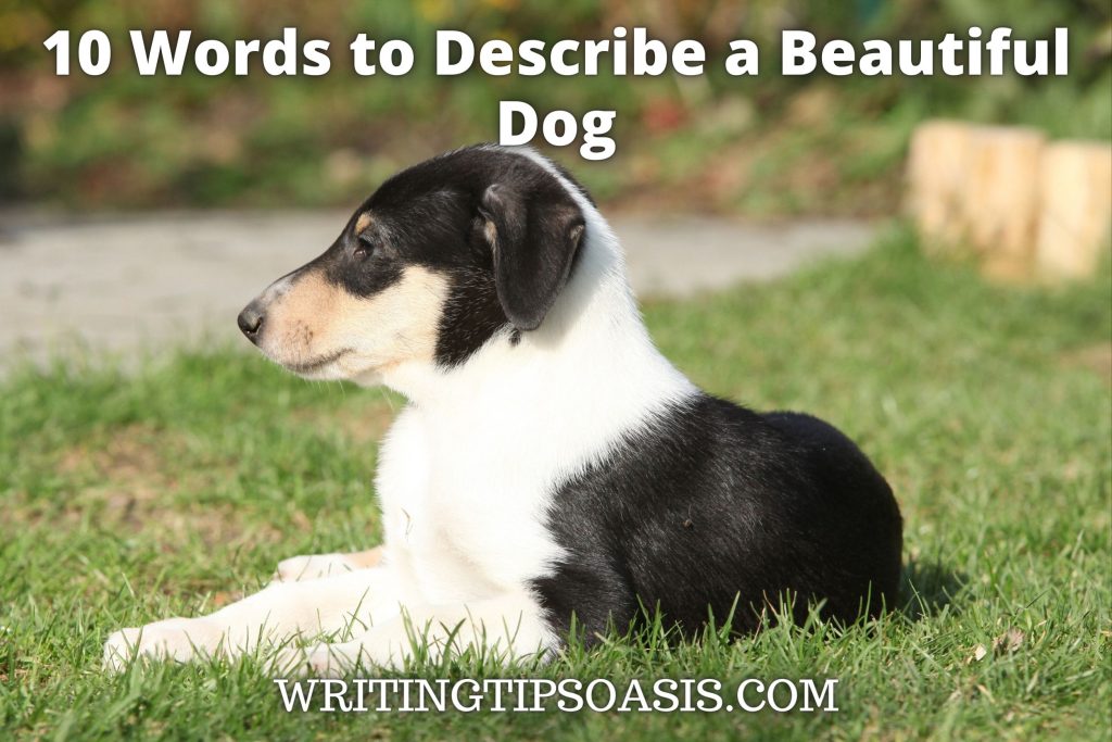 10 Words to Describe a Beautiful Dog Writing Tips Oasis