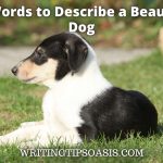 words to describe a beautiful dog