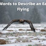 words to describe an eagle flying