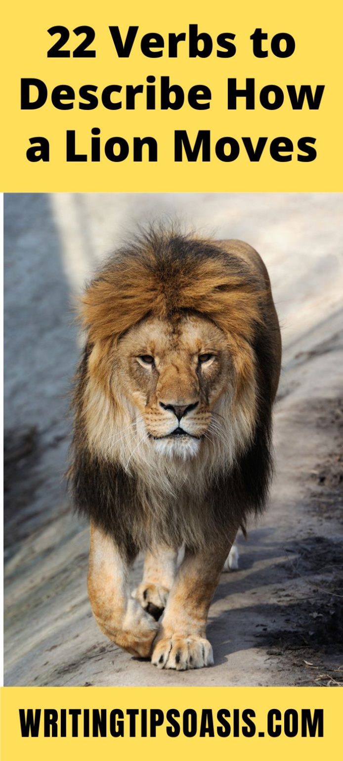 22 Verbs to Describe How a Lion Moves Writing Tips Oasis